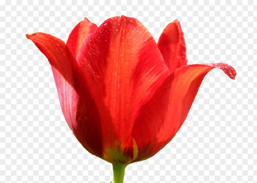 Tulips Tulipa Sprengeri Flower Clip Art PNG