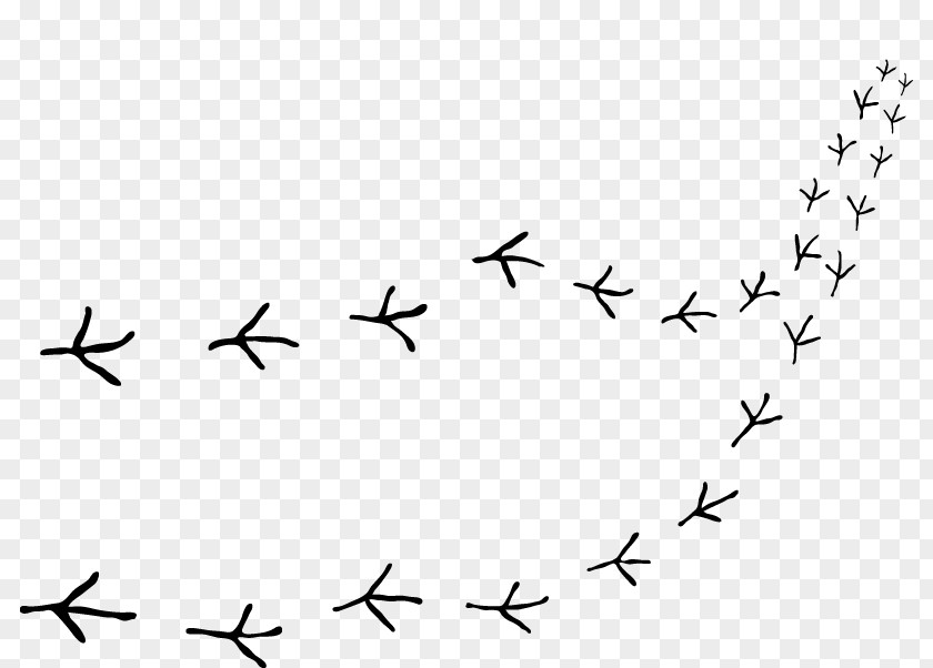 Bird Migration Beak Point Clip Art PNG