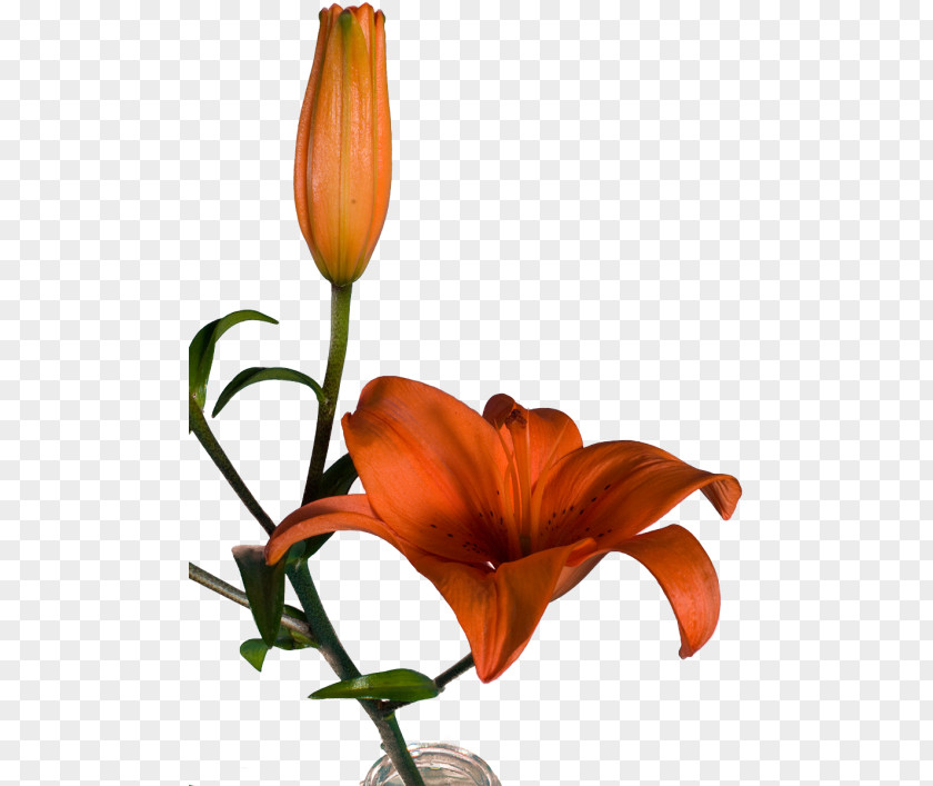 Design Orange Lily Floral Cut Flowers Plant Stem PNG