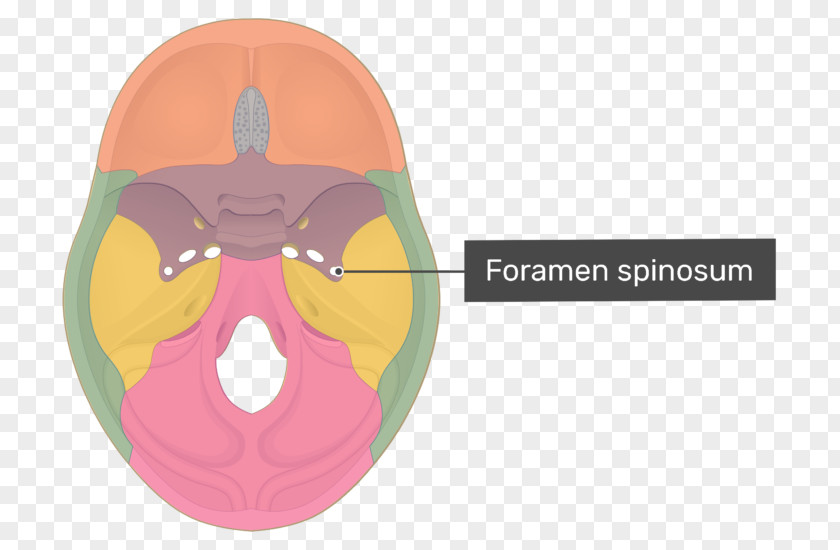 Skull Anterior Clinoid Process Posterior Processes Pterygoid Of The Sphenoid Bone PNG
