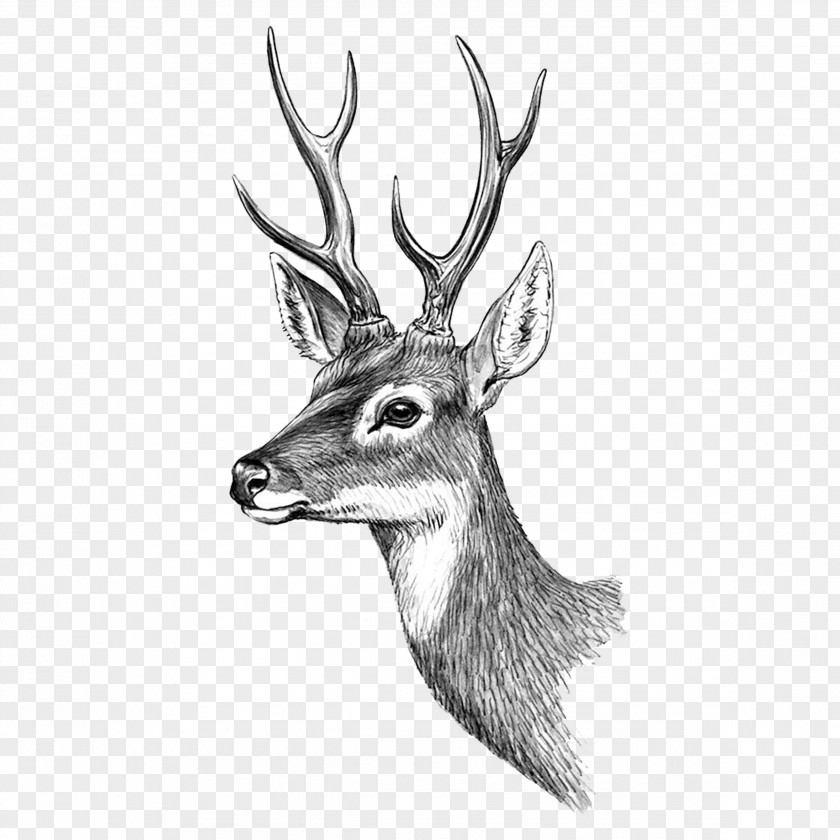 Deer Reindeer Moose Red Elk PNG