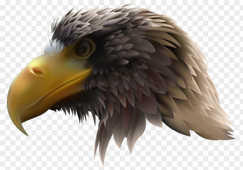 Eagle Bald Royalty-free Illustration PNG