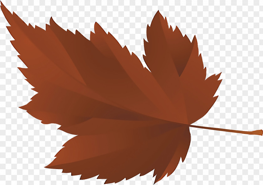 Flower Deciduous Maple Leaf PNG