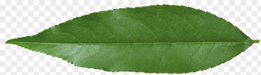 Green Leaves Plant Leaf PNG