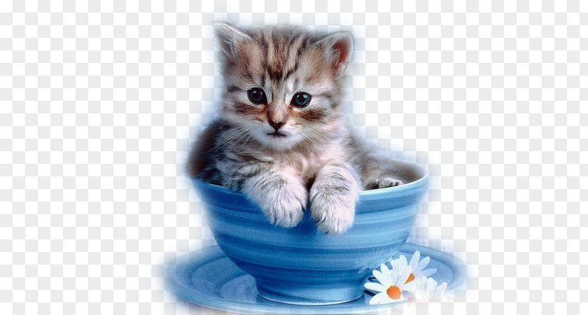 Kitten Persian Cat Cuteness Cup Black PNG
