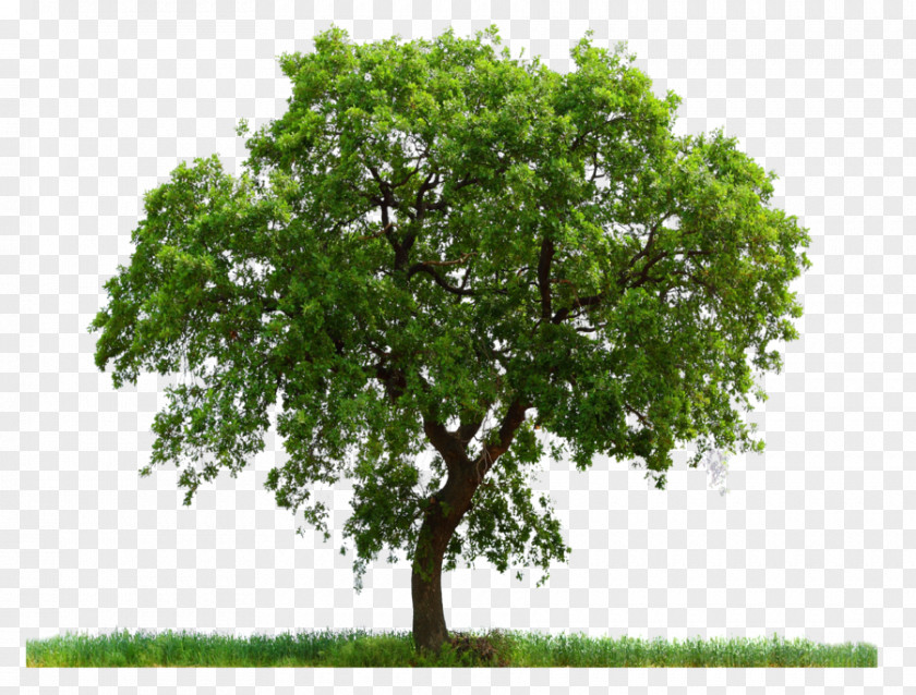 PARADİSE Tree Download Clip Art PNG