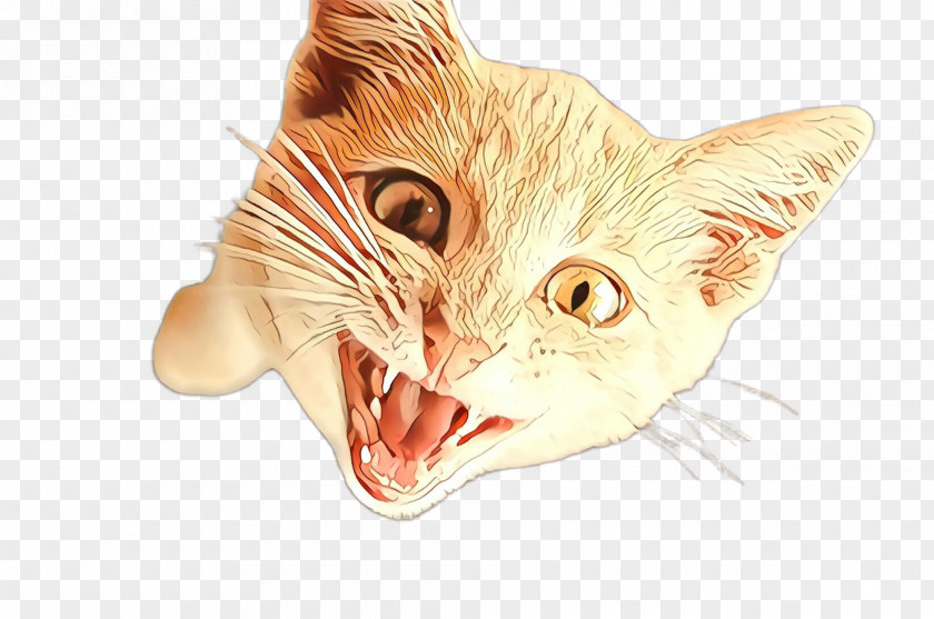 Snout Nose Cat Facial Expression Whiskers Head Small To Medium-sized Cats PNG