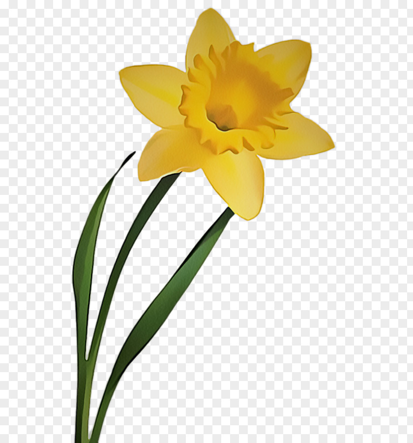 Cut Flowers Pedicel Flower Flowering Plant Yellow Petal Narcissus PNG