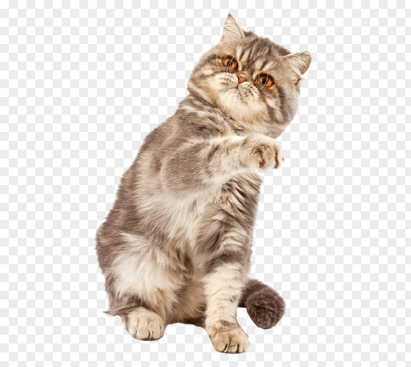 Cute Cat Exotic Shorthair British Kitten Laser Pointer Stock Photography PNG