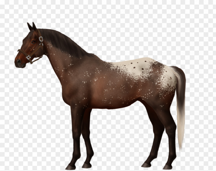 Dartmoor Pony Appaloosa Andalusian Horse Breyer Animal Creations PNG