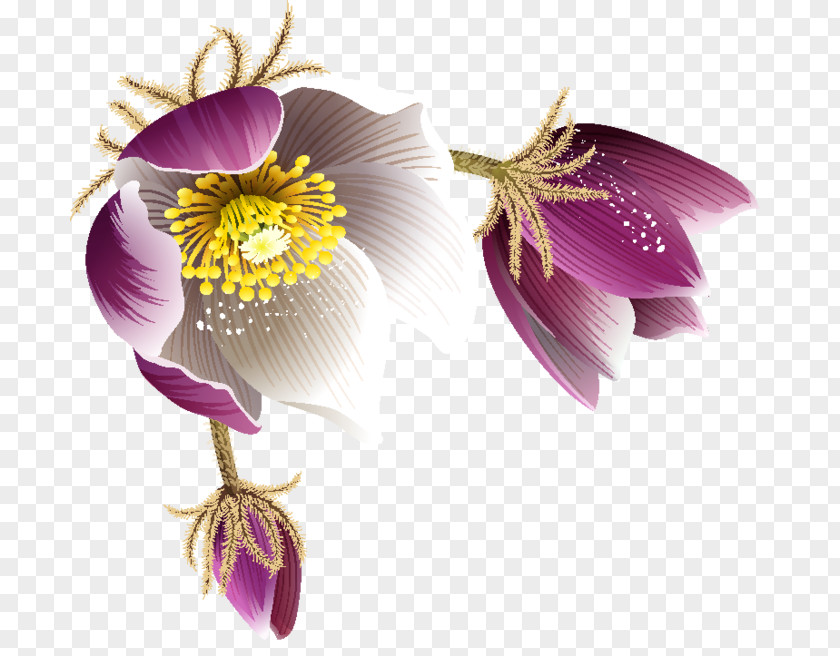 Flower Paeonia Sect. Moutan Clip Art PNG