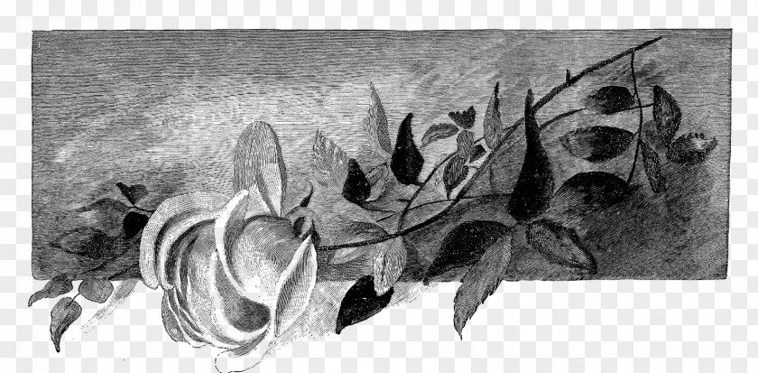 Flowers Shading Drawing Visual Arts Painting Sketch PNG