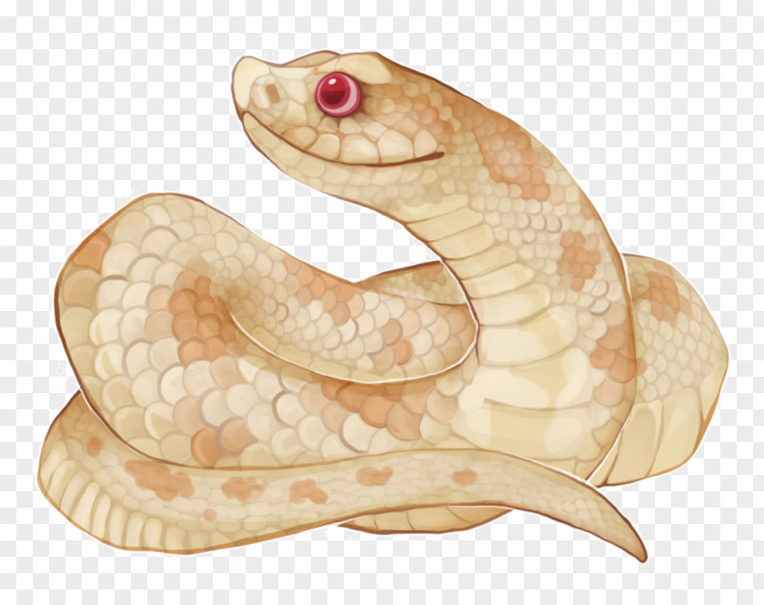 Hognose Snake Rattlesnake Boa Constrictor August 17 DeviantArt Vipers PNG