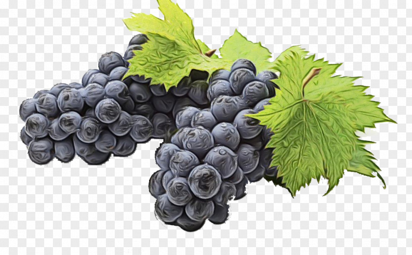 Bilberry Blueberry Grapes Cartoon PNG