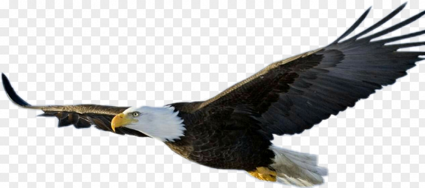 Bird Bald Eagle Flight PNG