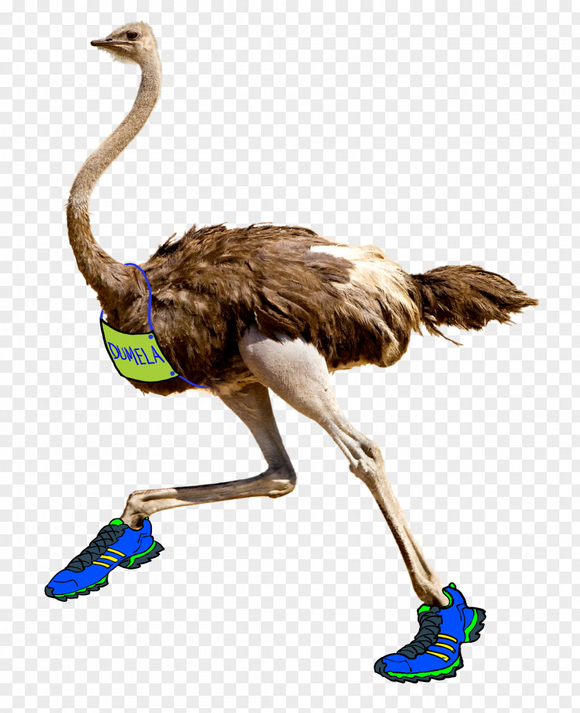 Bird Common Ostrich Omnivore Insect Carnivore PNG