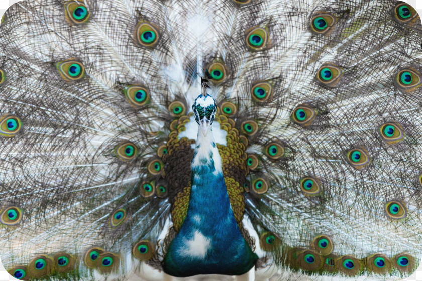 Green Peacock Feathers Feather Asiatic Peafowl Bird PNG