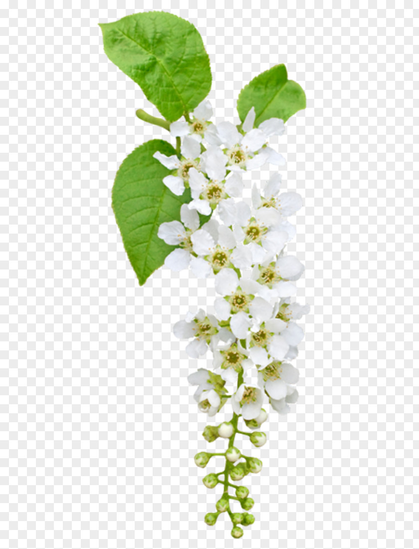 White Pear Prunus Padus Flower Clip Art PNG