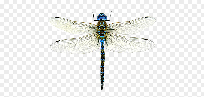 Bird A Dragonfly? Emperor Clip Art Insect PNG