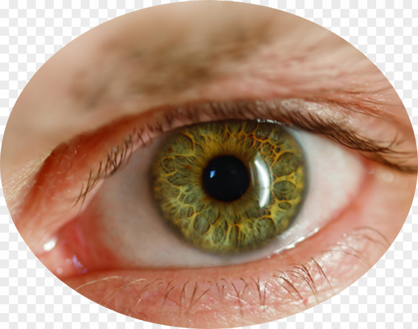 Eye Human Retina PNG