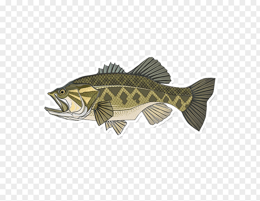 Fishing Largemouth Bass Smallmouth PNG