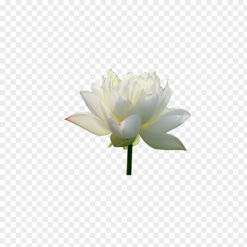 Lotus Creative Pygmy Water-lily Petal Nelumbo Nucifera Download PNG