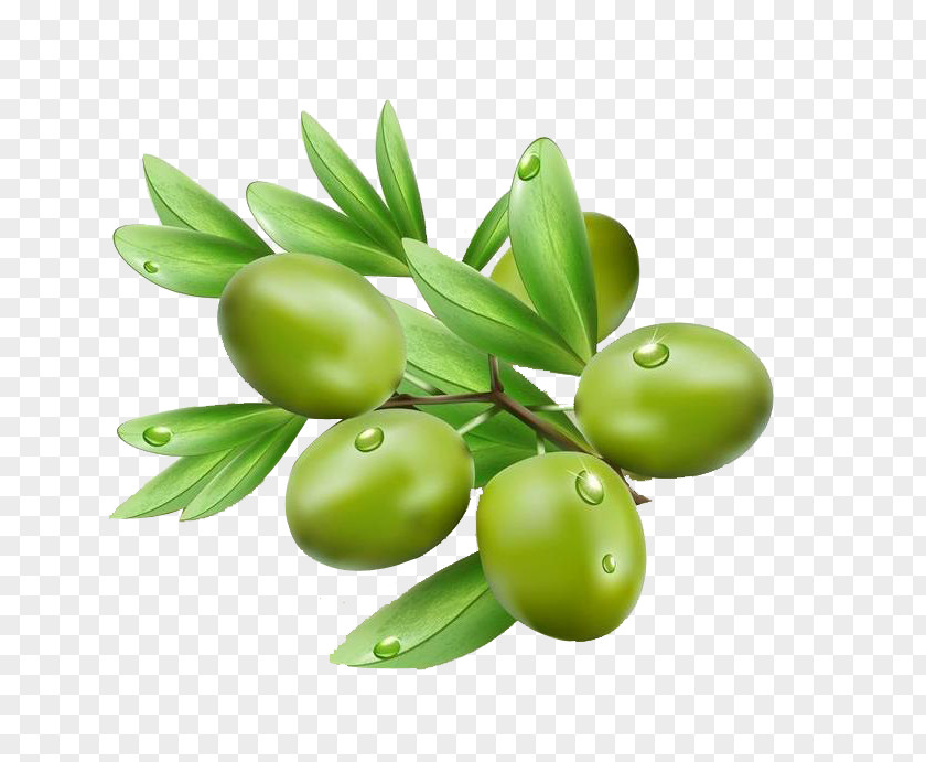 Olives Olive Oil Leaf Illustration PNG