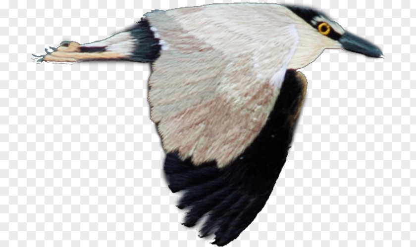 Birds Fly Bird Flight Feather PNG