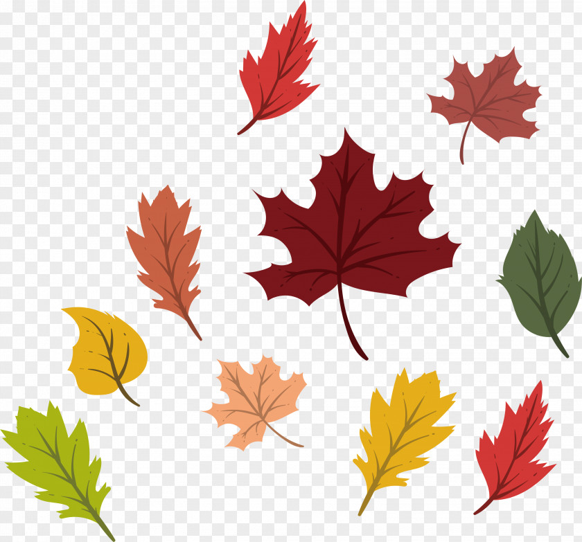 Colorful Autumn Leaves Maple Leaf Deciduous PNG