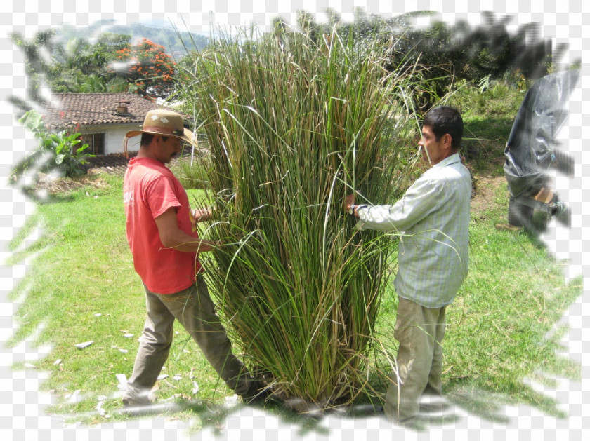 Plant Vetiver Soil Erosion Control Diheteropogon PNG