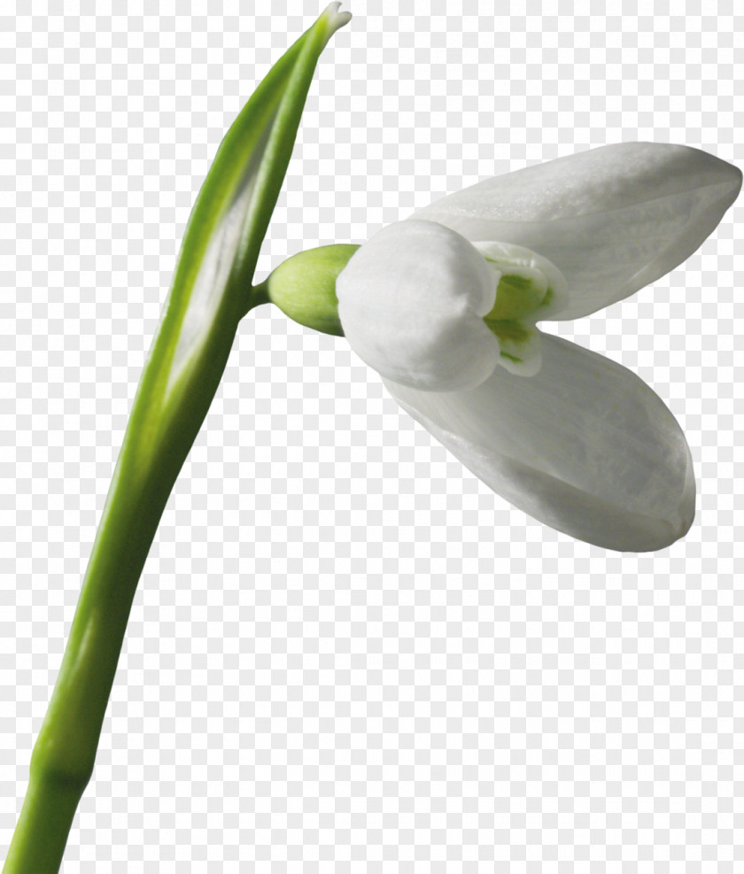 Snowdrop Leucojum Flower Clip Art PNG