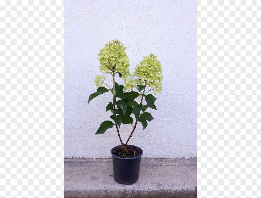 Tree Hydrangea Flowerpot Shrub Houseplant PNG