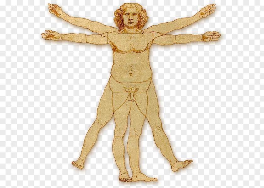 Vitruvian Man Homo Sapiens Human Body Chin PNG
