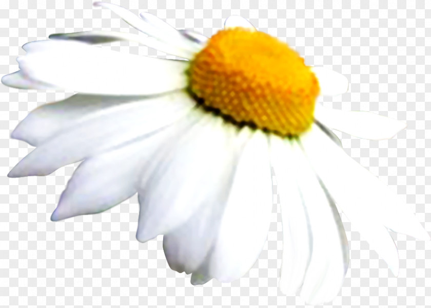 Chamomile Common Daisy Oxeye Family Roman PNG