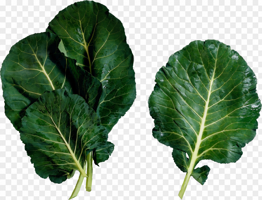 Cruciferous Vegetables Food Leaf Flower Vegetable Plant Collard Greens PNG