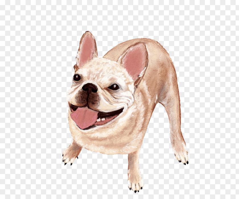 Happy Dog French Bulldog Toy Puppy Breed Companion PNG