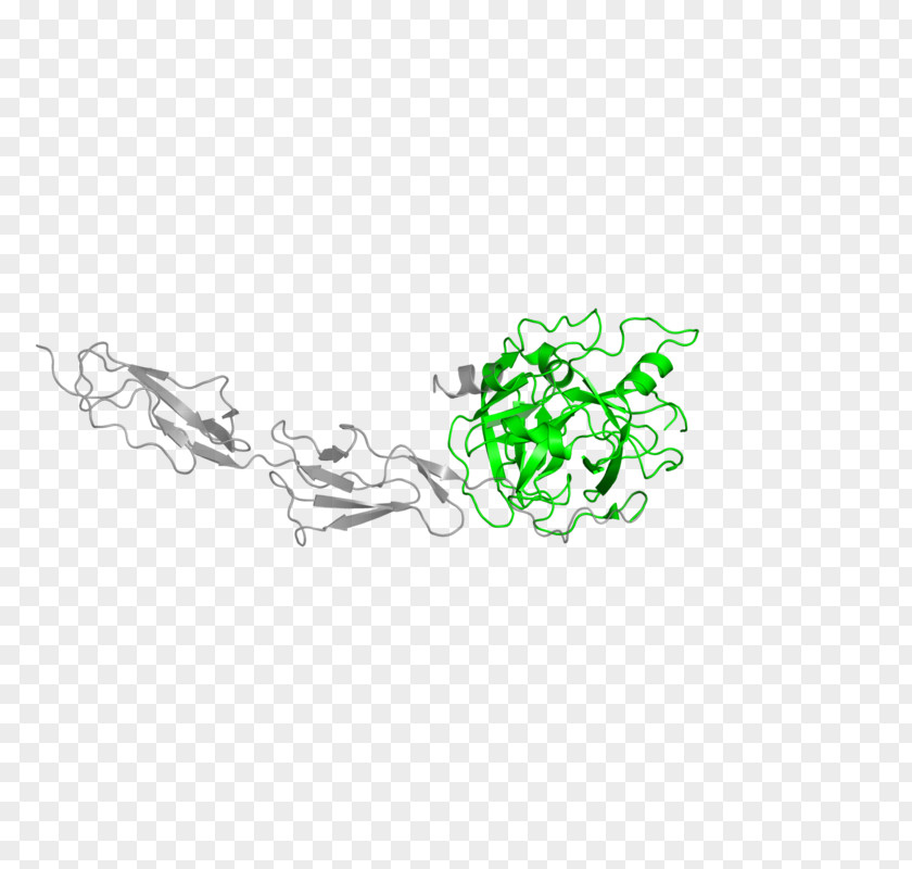 MASP2 Mannose-binding Protein-associated Serine Protease Mannan-binding Lectin MASP1 PNG