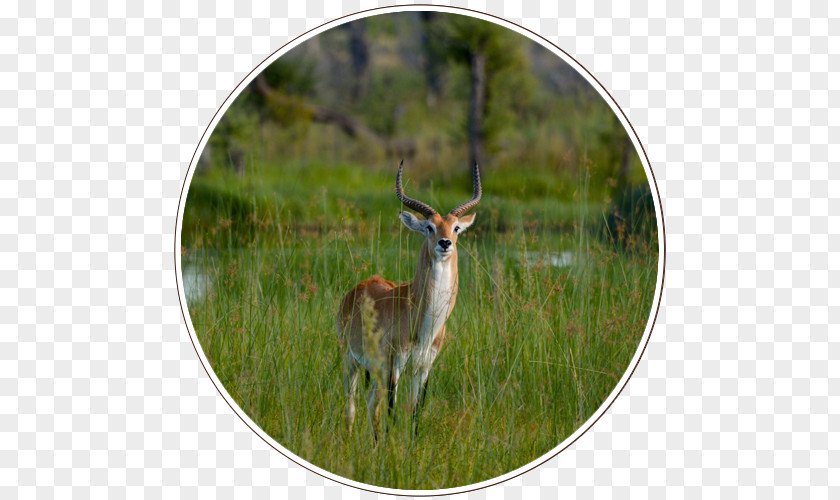 Park Kgalagadi Transfrontier Central Kalahari Game Reserve Okavango Delta Nature PNG