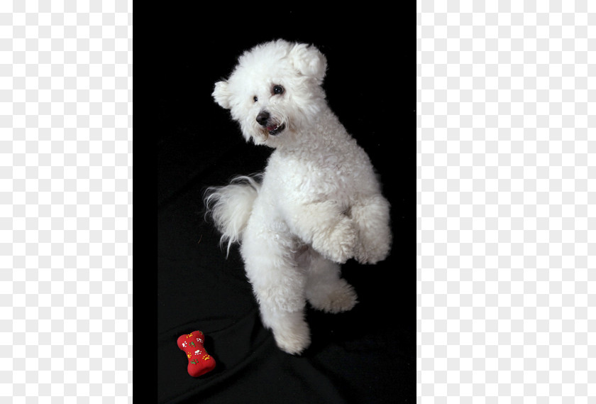 Puppy Bichon Frise Maltese Dog Bolognese Miniature Poodle Havanese PNG