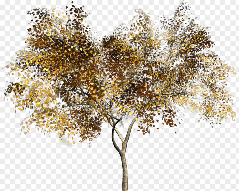 Tree Twig Clip Art Adobe Photoshop PNG