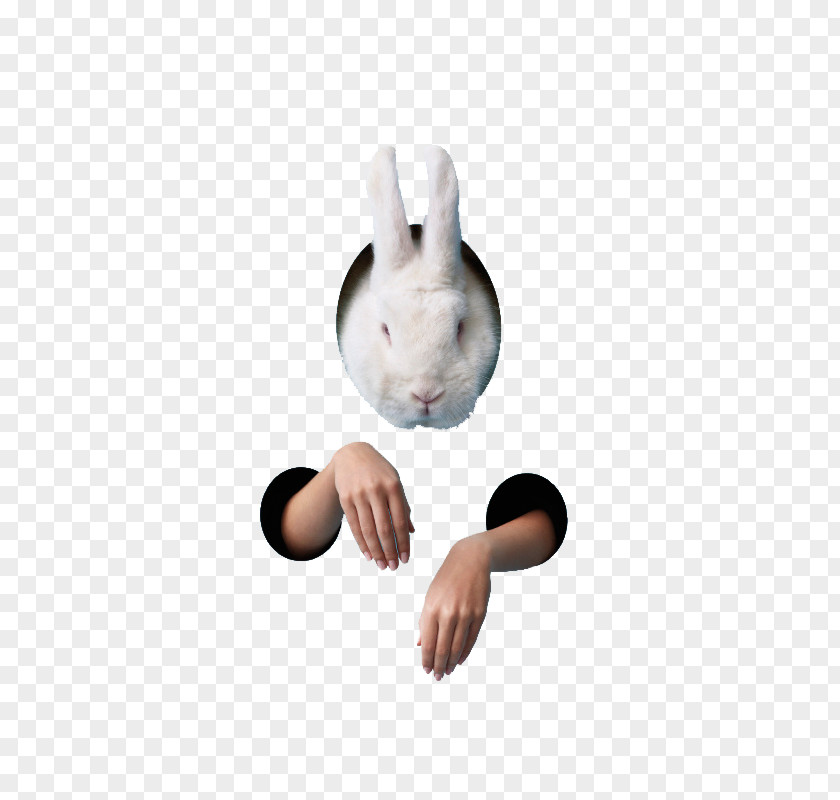 White Rabbit Easter Bunny PNG