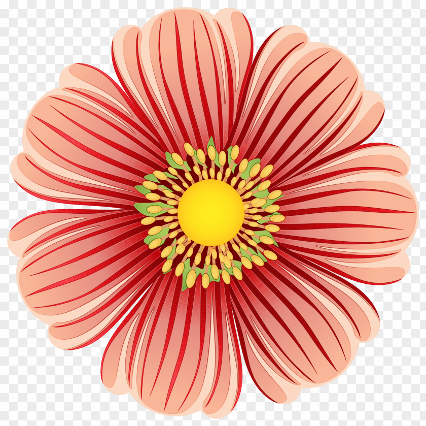 Clip Art Flower Petal Transvaal Daisy PNG