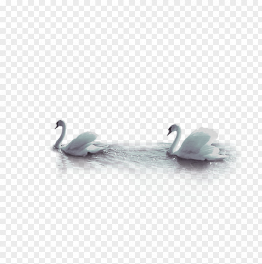 Goose Swan Bird PNG