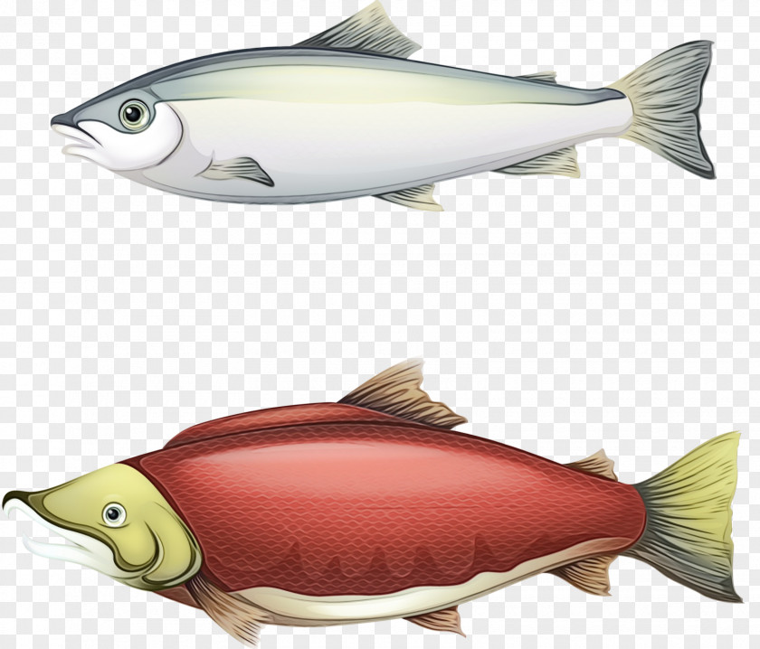 Rayfinned Fish Bonyfish Cartoon PNG