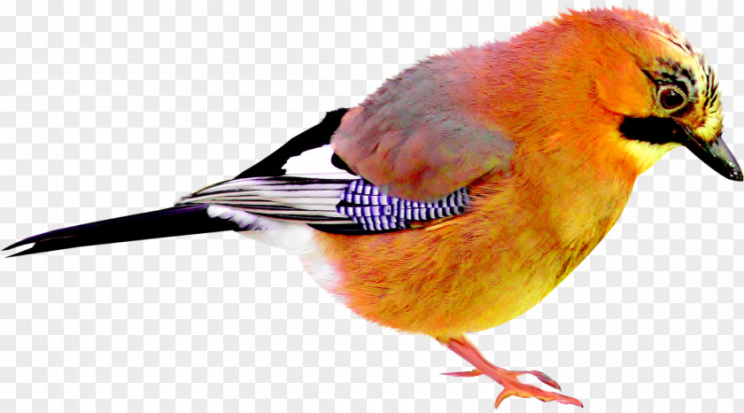 Birds Bird Beak Animal PNG