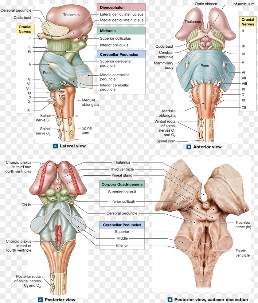 Brain Hip Medulla Oblongata Brainstem Anatomy Spinal Cord PNG