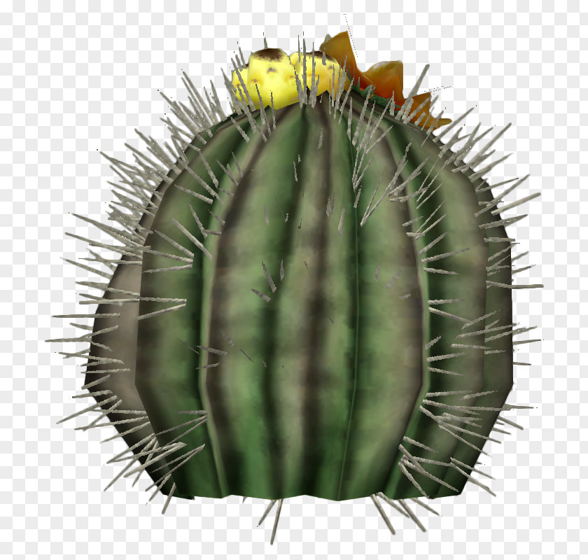 Cactus Cactaceae Echinocactus Grusonii Platyacanthus Barrel Fruit PNG