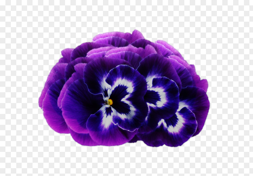 Dream Purple Flowers Violet Flower Pansy PNG