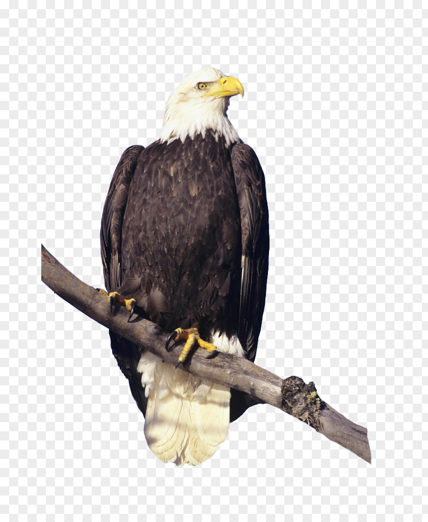 Eagle HD Clips Branches Bald Bird Hawk Feather PNG
