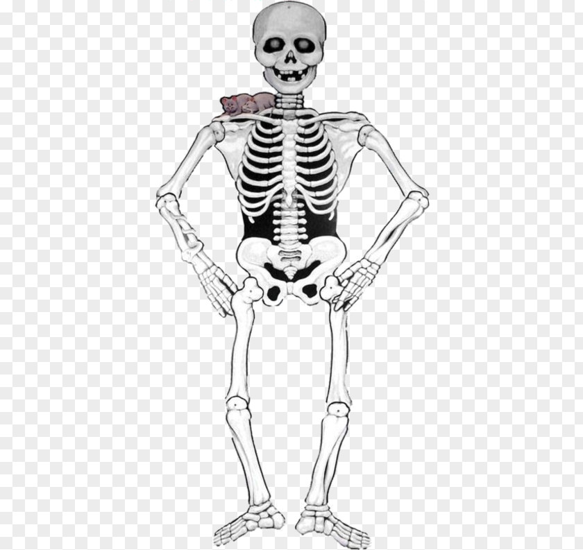 Identity Cards Can Not Open Jokes Skeleton Halloween Smiffys Carnival Paper PNG